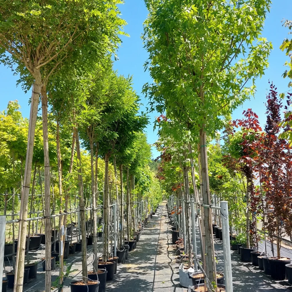 Alleebäume hintereinander im Außenbereich aufgereiht.