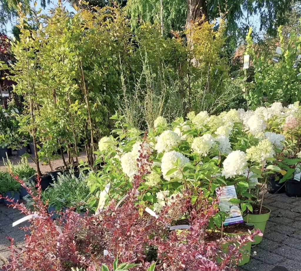 Bläutensträucher in weiß und rot.