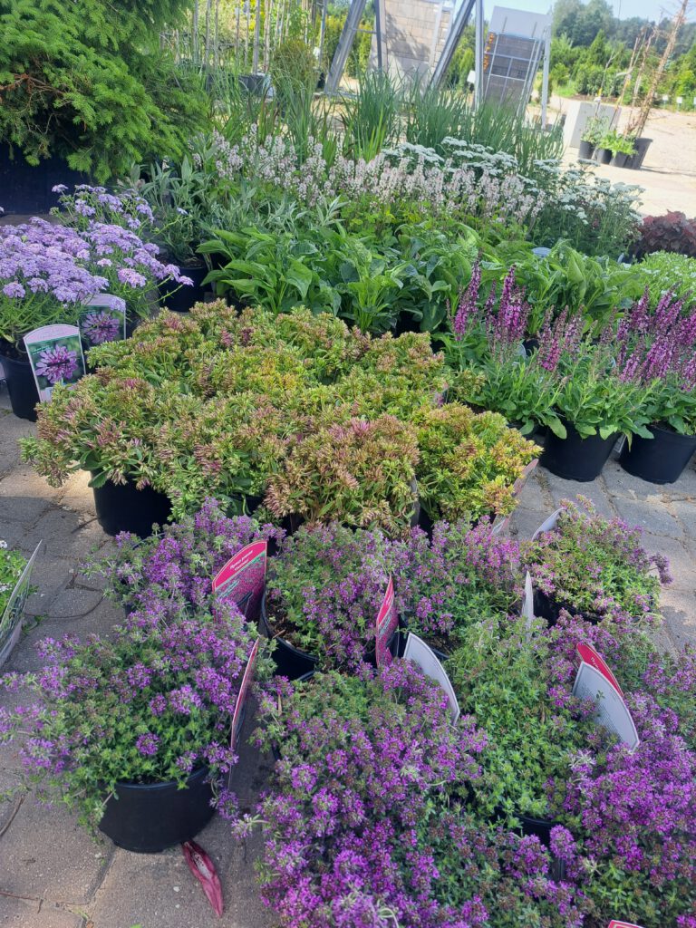 Bodendecker in verschiedenen Farben.