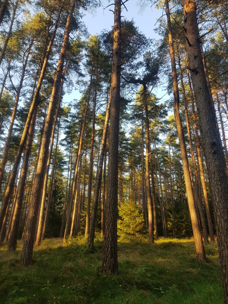 Bilder von mehreren Bäumen im Wald.