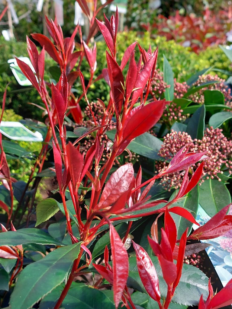 Eine rote Heckenpflanze.