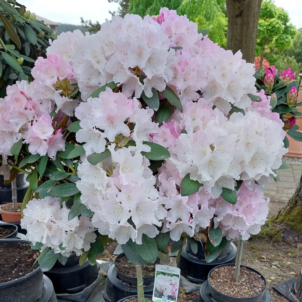 IMG_20220513_192326_441