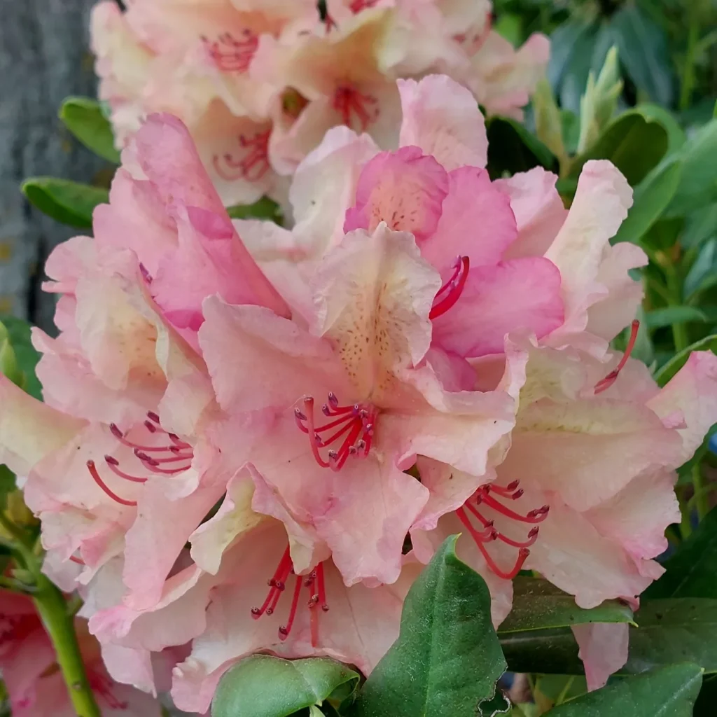 IMG_20220513_192326_513