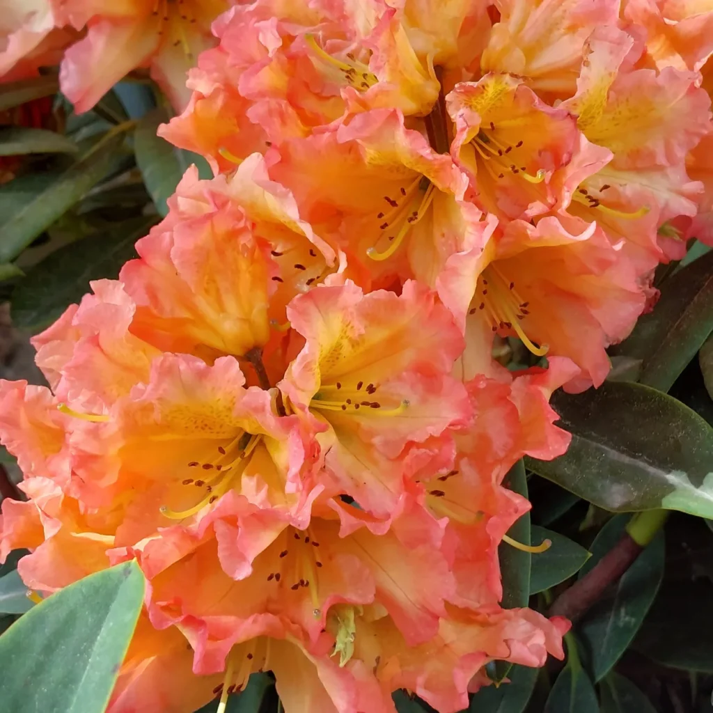 IMG_20220513_192326_567