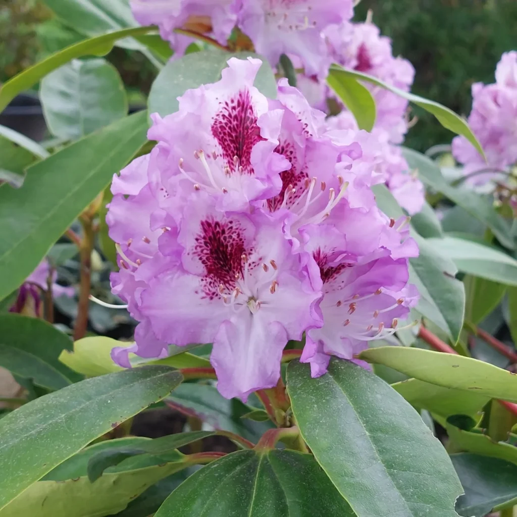 IMG_20220513_192326_620