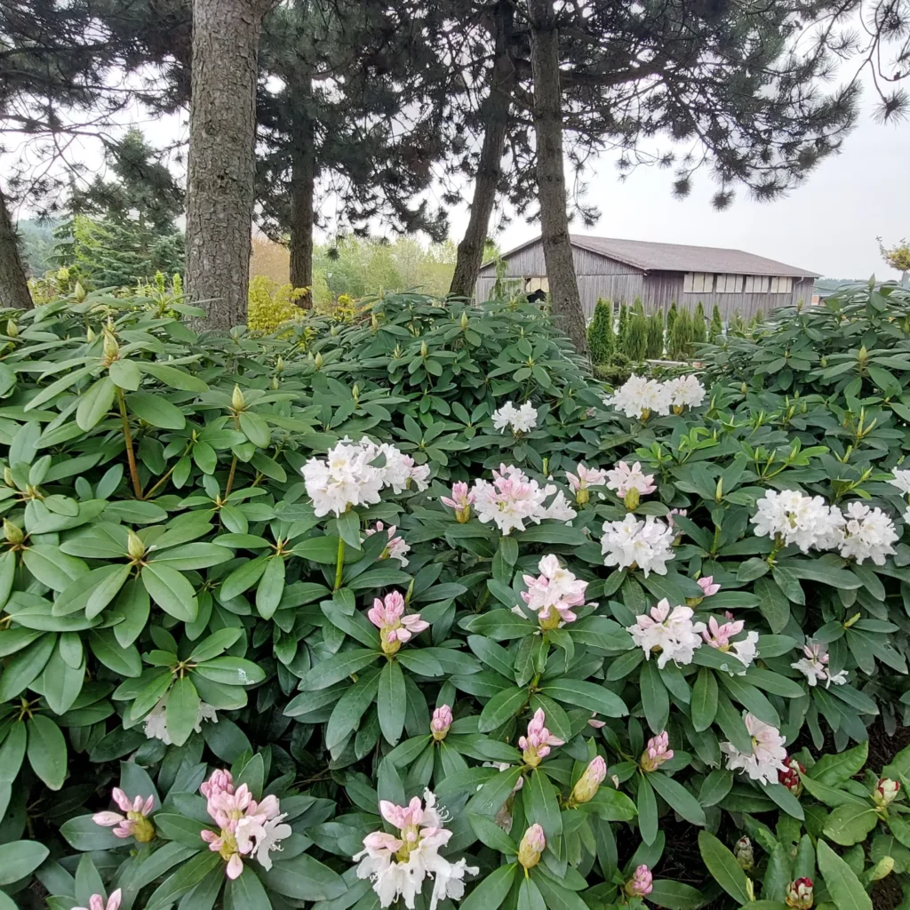 IMG_20220513_192326_912