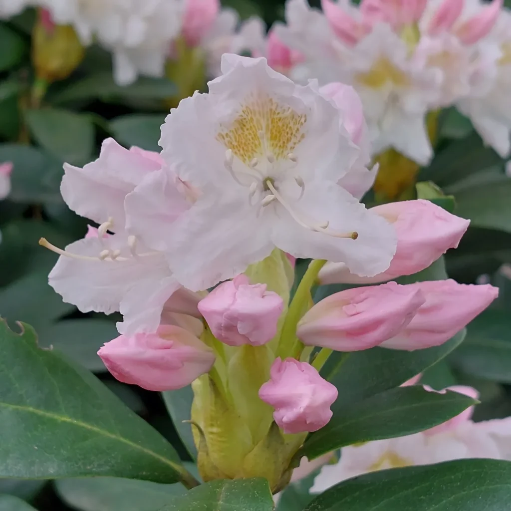 IMG_20220513_192326_994