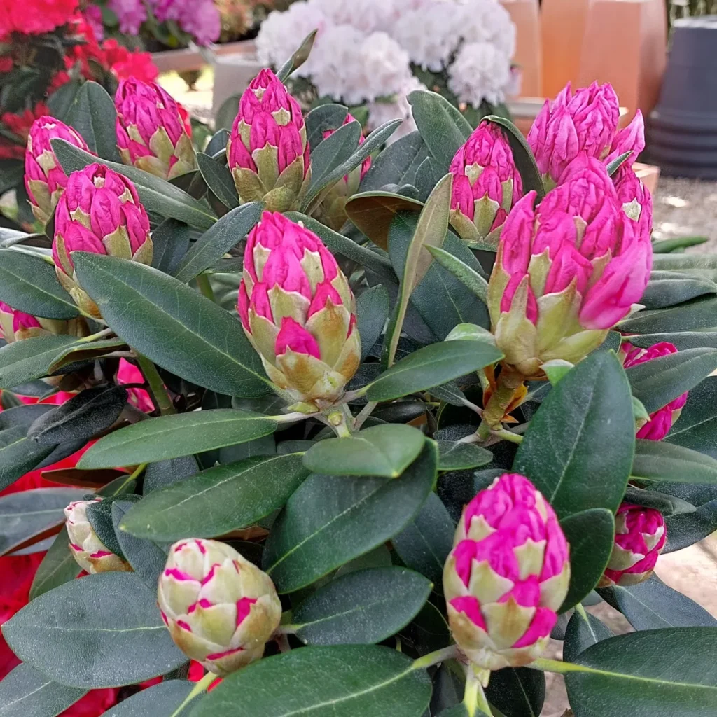 IMG_20220513_192327_127