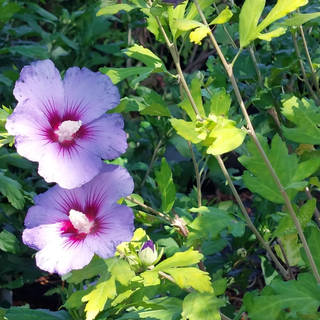 IMG_20220727_204640_845