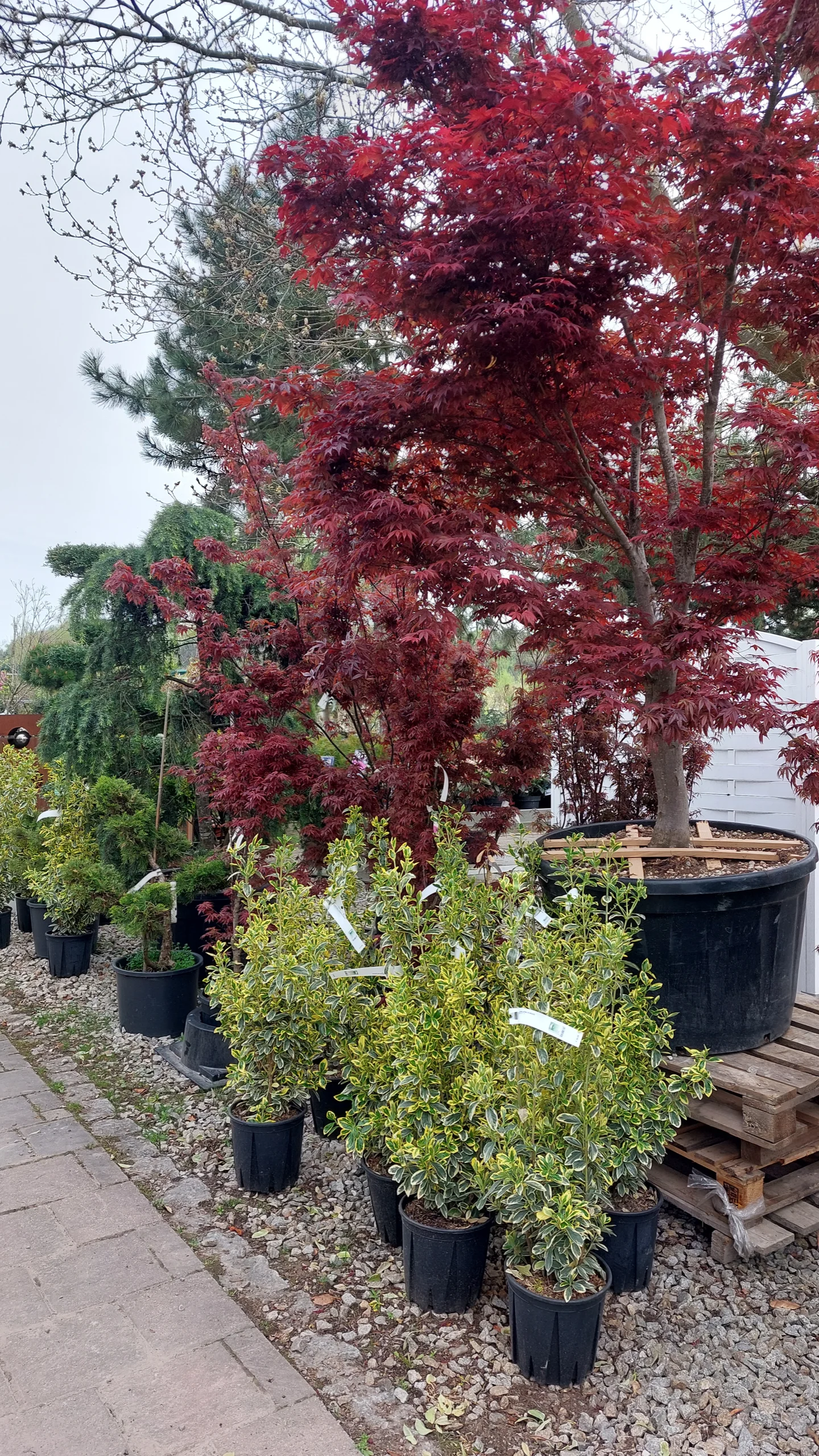 IMG_20250417_135807_568