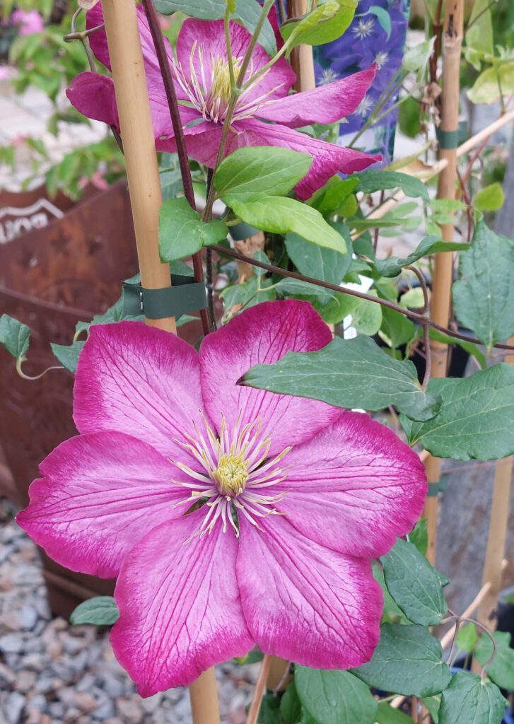 Eine rosa Farbene Kletterpflanze.