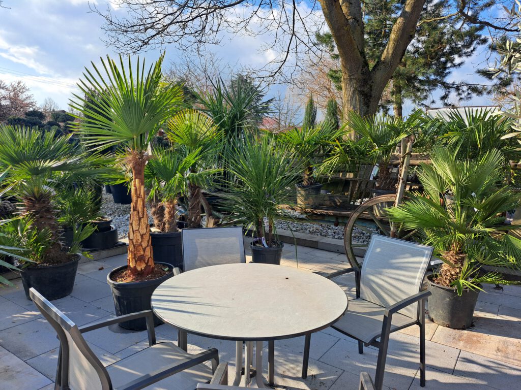 Mediterrane Pflanzen wie Palmen stehen auf einer Terrasse.