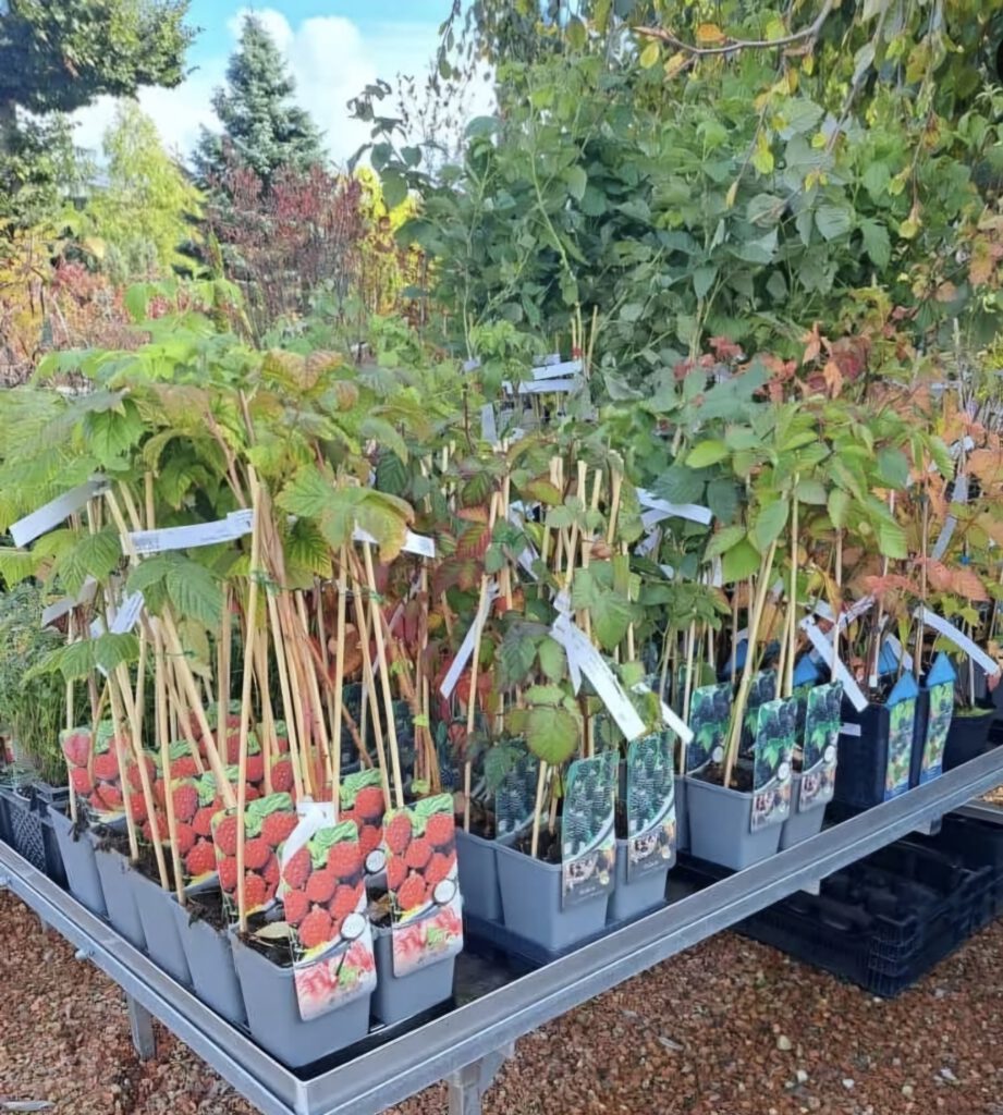 Verschiedene Obst- und Beerensträucher.