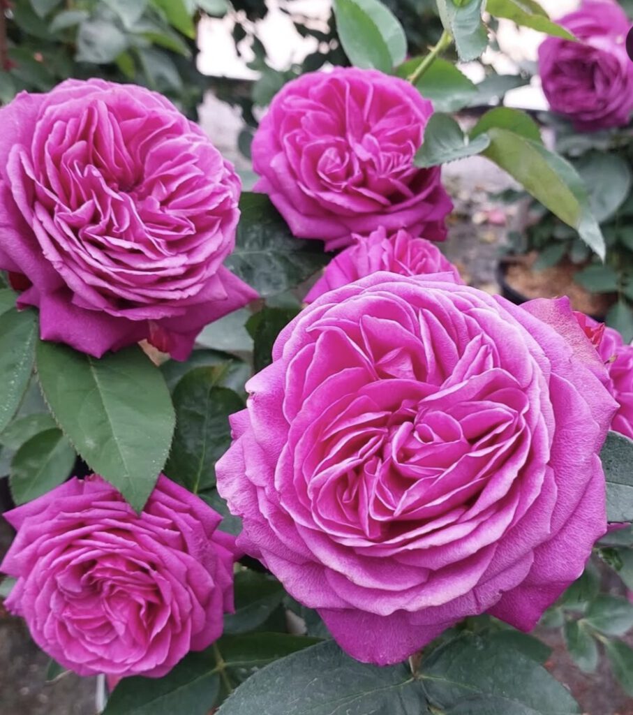 Rosa Rosen.