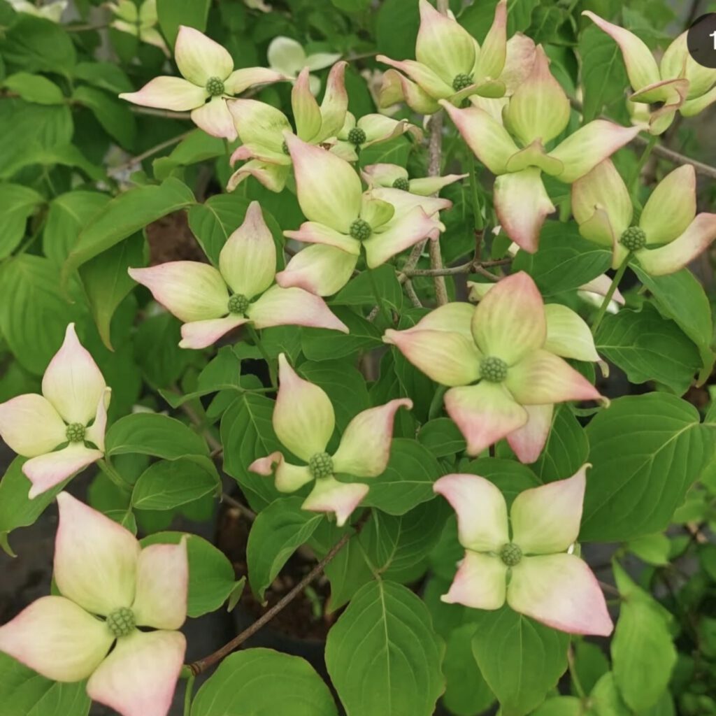 Screenshot_20250725_104606_Instagram