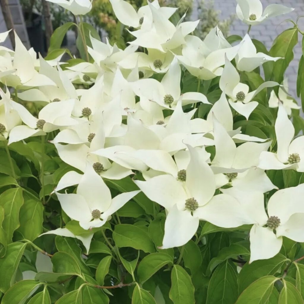 Screenshot_20250725_104615_Instagram