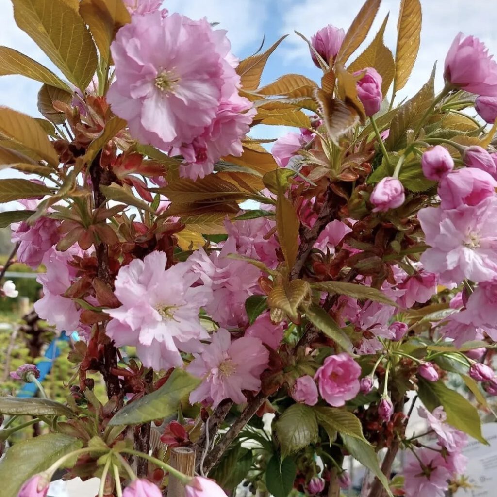 Screenshot_20250725_104951_Instagram