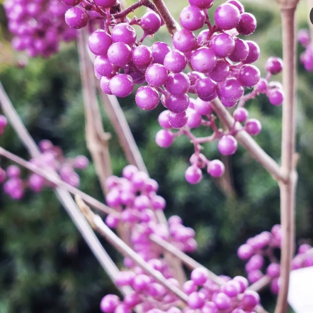 Screenshot_20250725_105223_Instagram