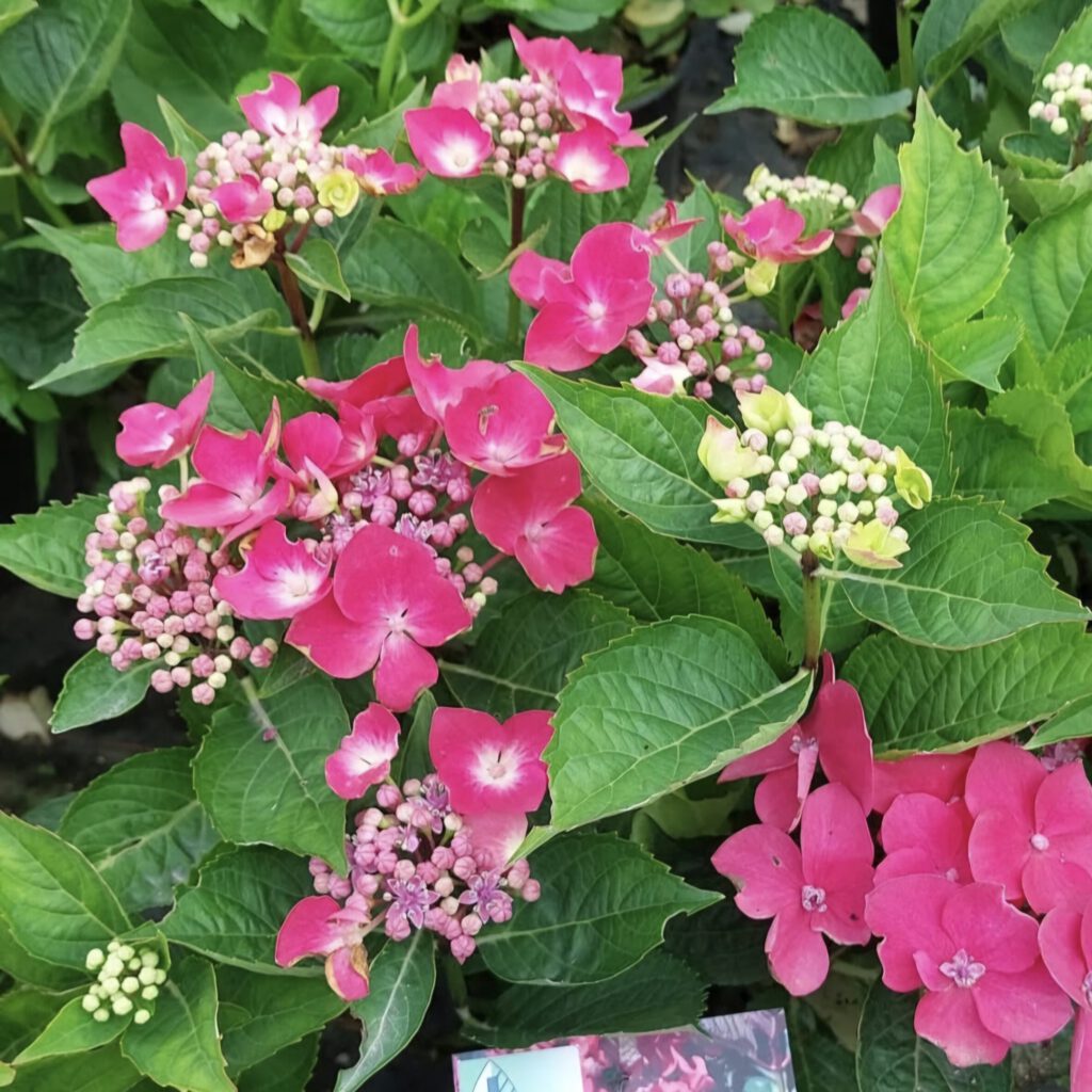 Screenshot_20250725_105424_Instagram