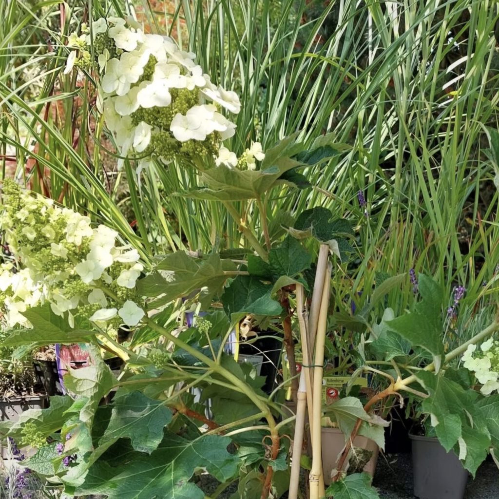 Screenshot_20250725_105533_Instagram