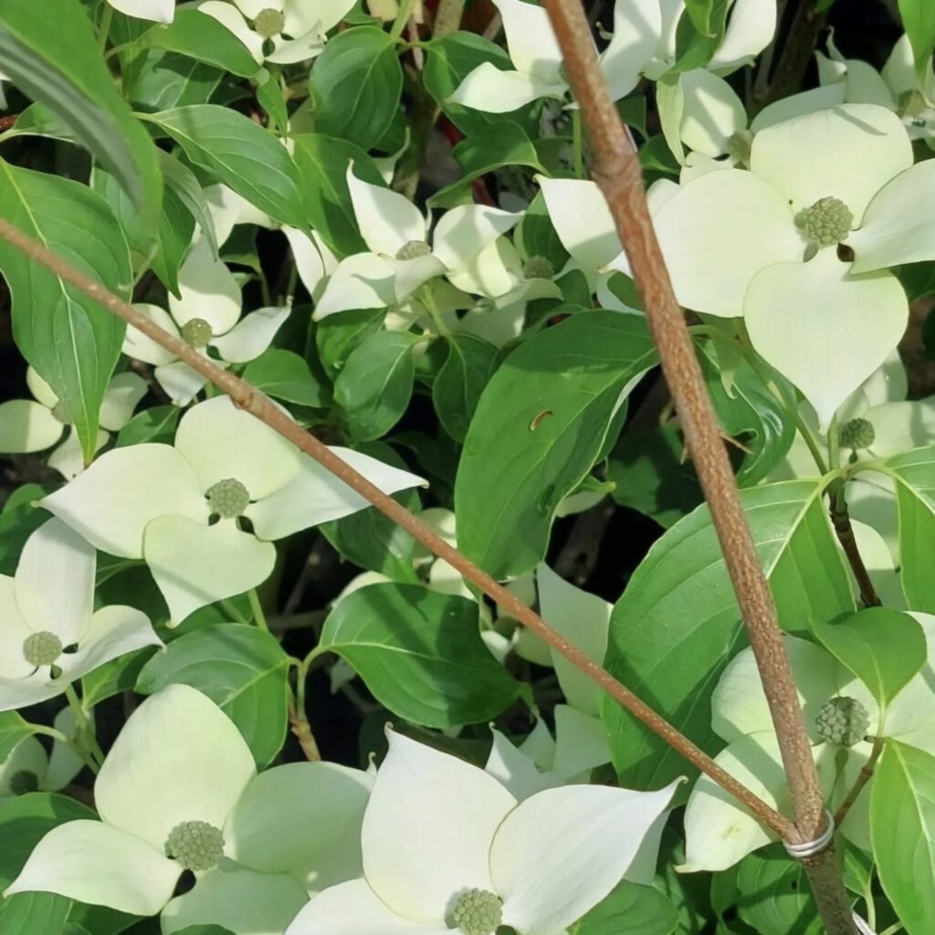 Screenshot_20250725_105712_Instagram