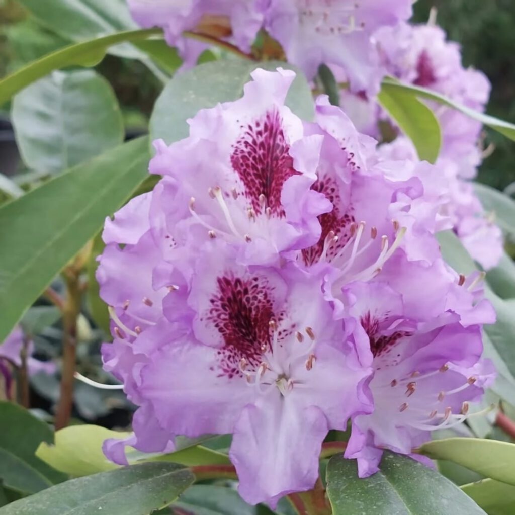 Screenshot_20250725_105732_Instagram