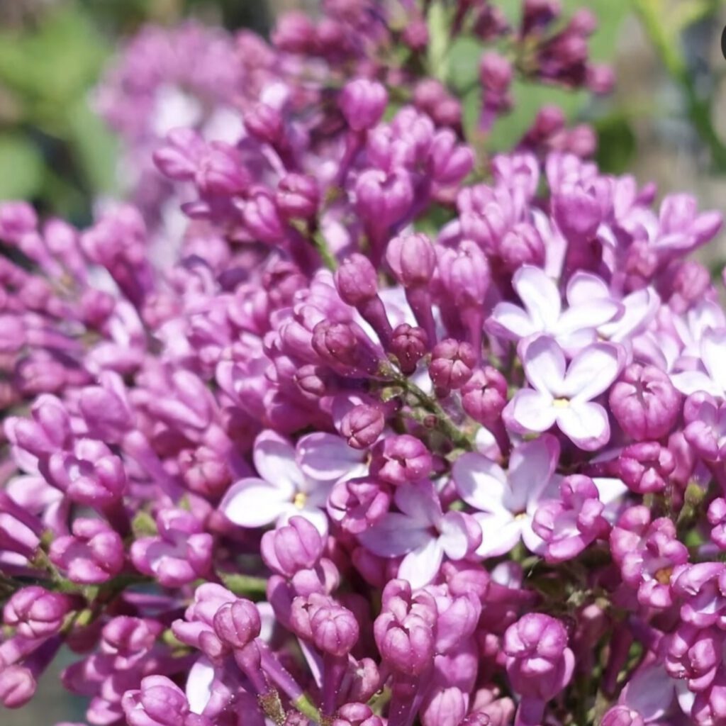 Screenshot_20250725_105747_Instagram