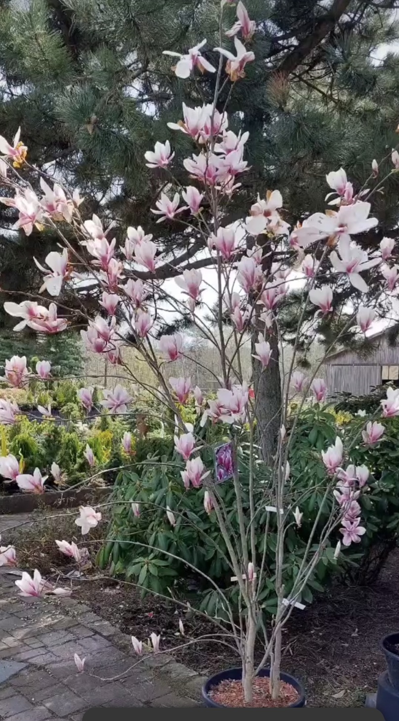 Screenshot_20251027_153430_Instagram