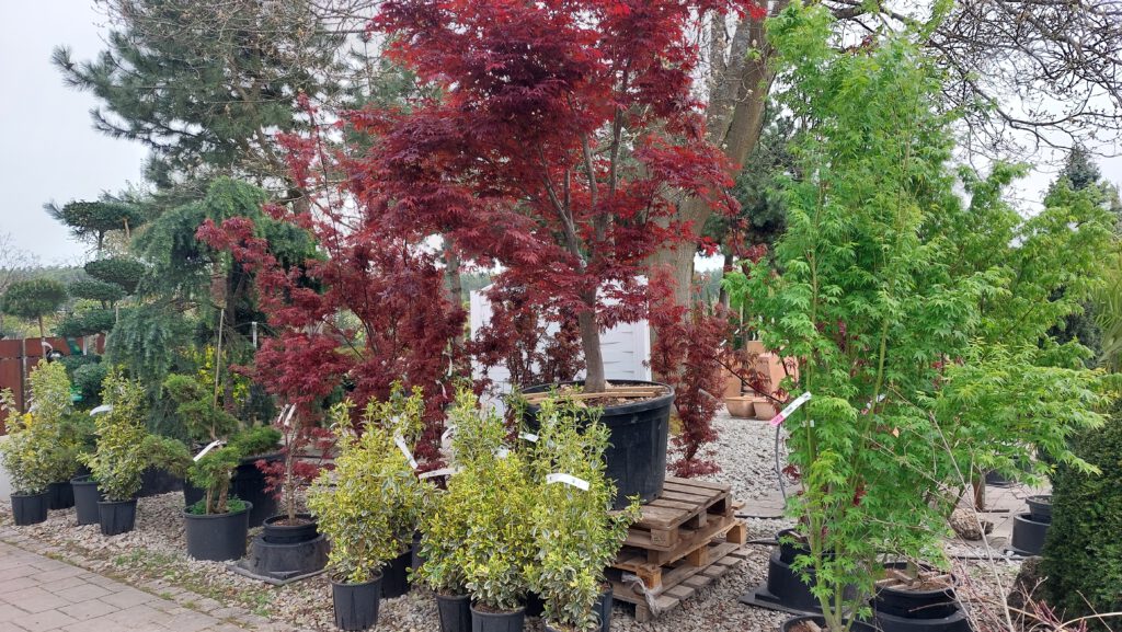 Verschiedenes Solitärgehölze im Außenbereich.