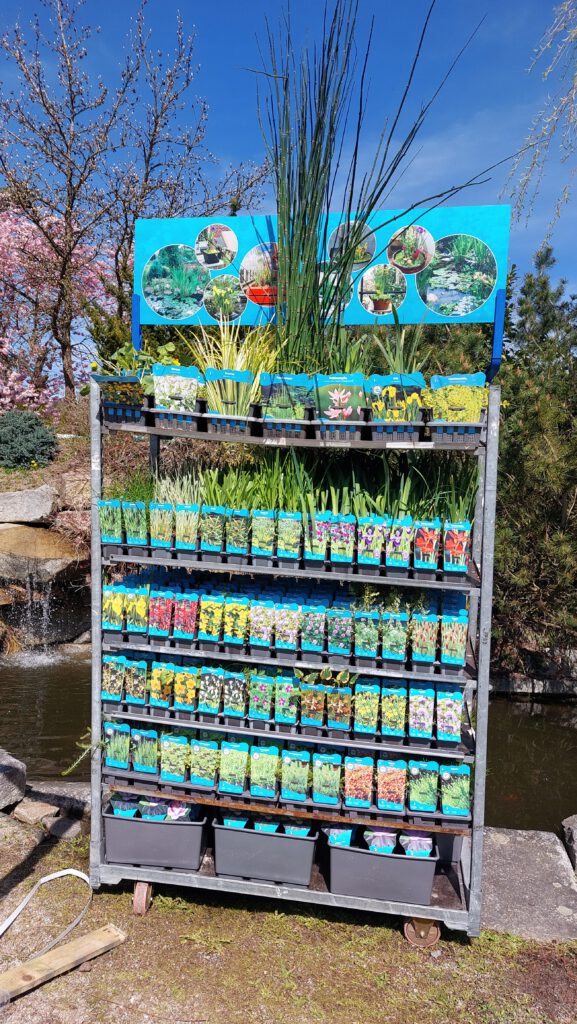 Ein Aussteller mit verschiedenen Wasserpflanzen.