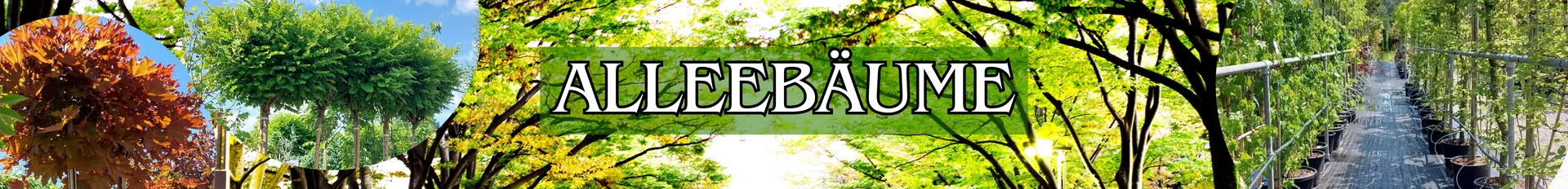 Alleebäume in verschiedenen Varianten.