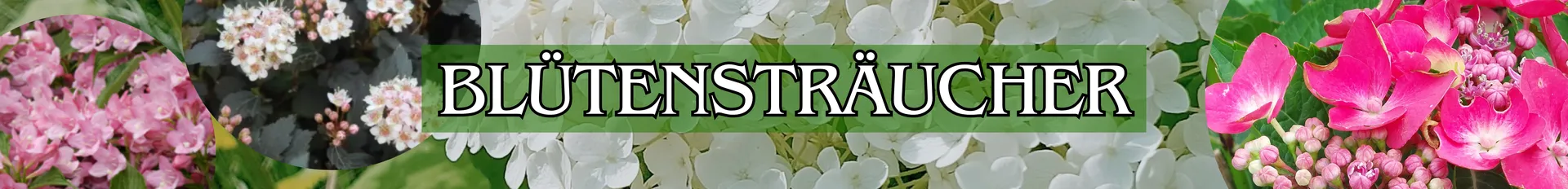 Blütensträucher in verschiedenen Varianten.