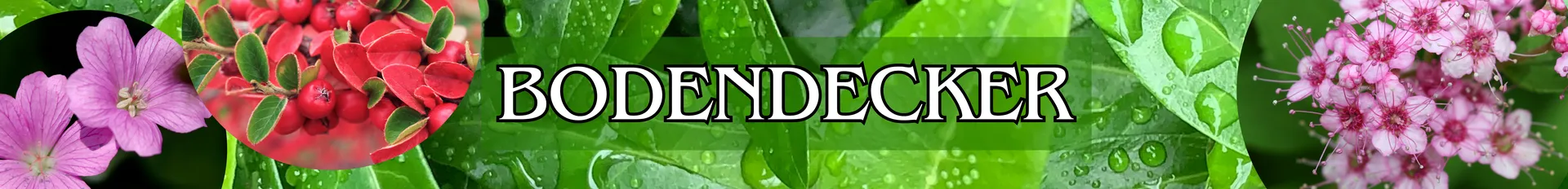 Bodendecker in verschiedenen Varianten.