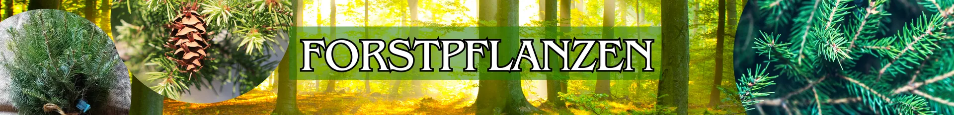 Forstpflanzen in verschiedenen Varianten.
