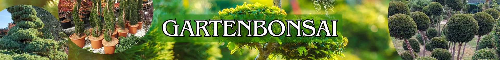 Gartenbonsai in verschiedenen Varianten.