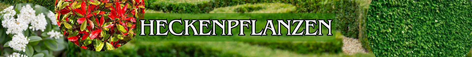 Heckenpflanzen in verschiedenen Varianten.