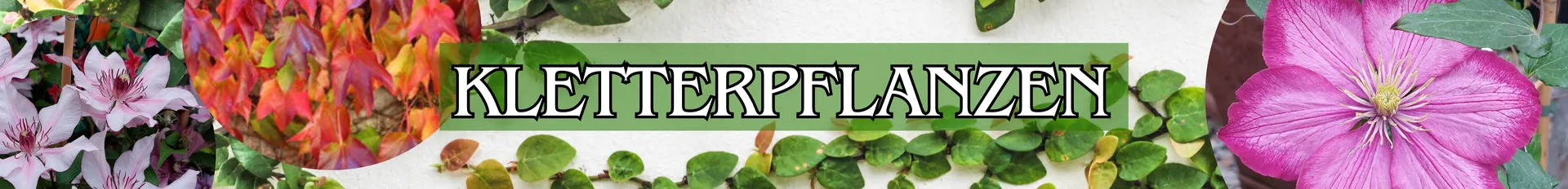 Kletterpflanzen in verschiedenen Varianten.
