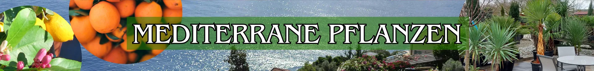 Mediterrane Pflanzen in verschiedenen Varianten.