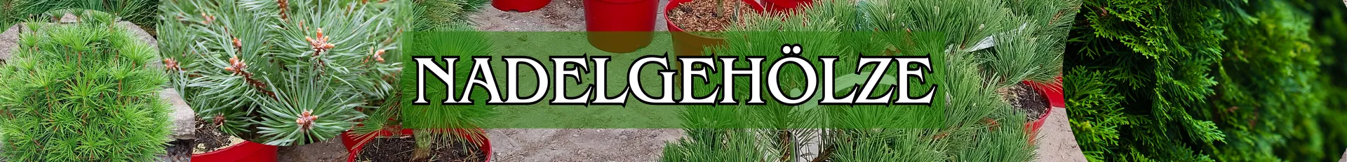 Nadelgehölze in verschiedenen Varianten.