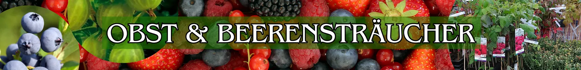 Obst- und Beerensträucher in verschiedenen Varianten.