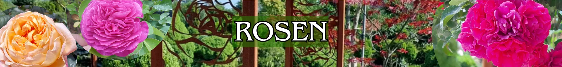 Rosen in verschiedenen Varianten.