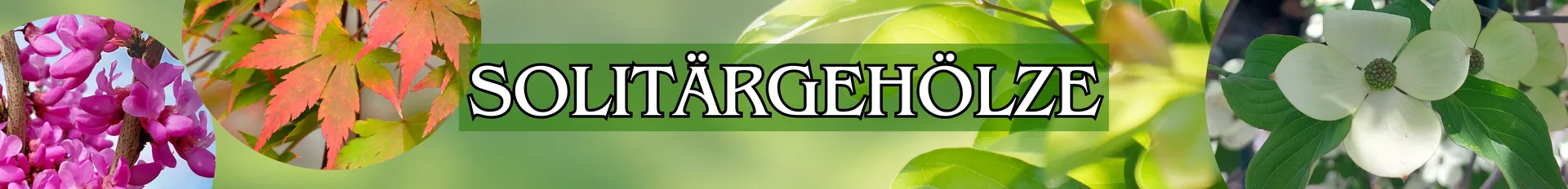 Solitärgehölze in verschiedenen Varianten.