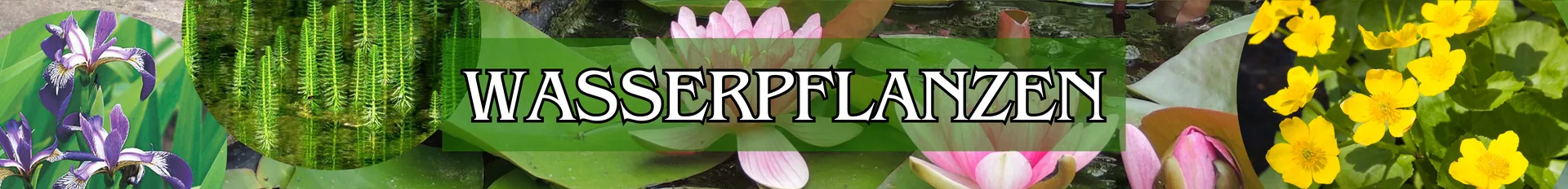 Wasserpflanzen in verschiedenen Varianten.