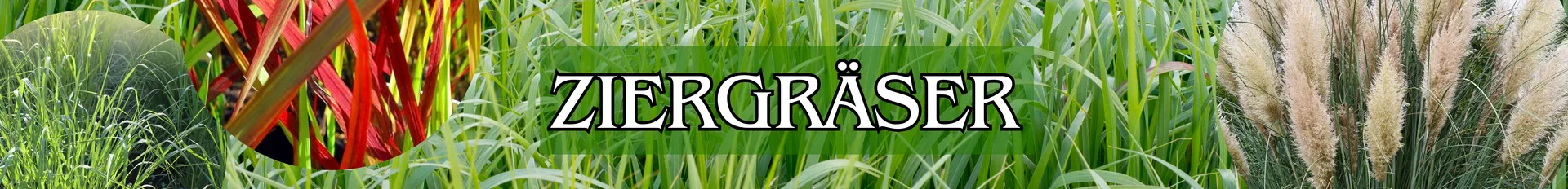 Ziergräser in verschiedenen Varianten.