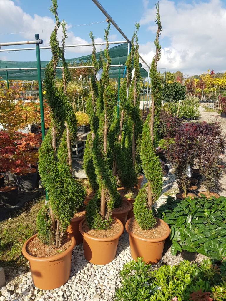 Drei Formgehölz Pflanzen im Blumentopf.