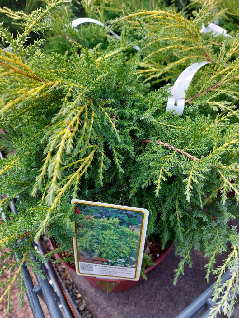 Eine junge Nadelgehölzpflanze.