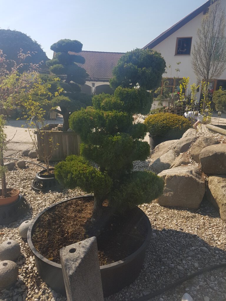 gartenbonsai-2