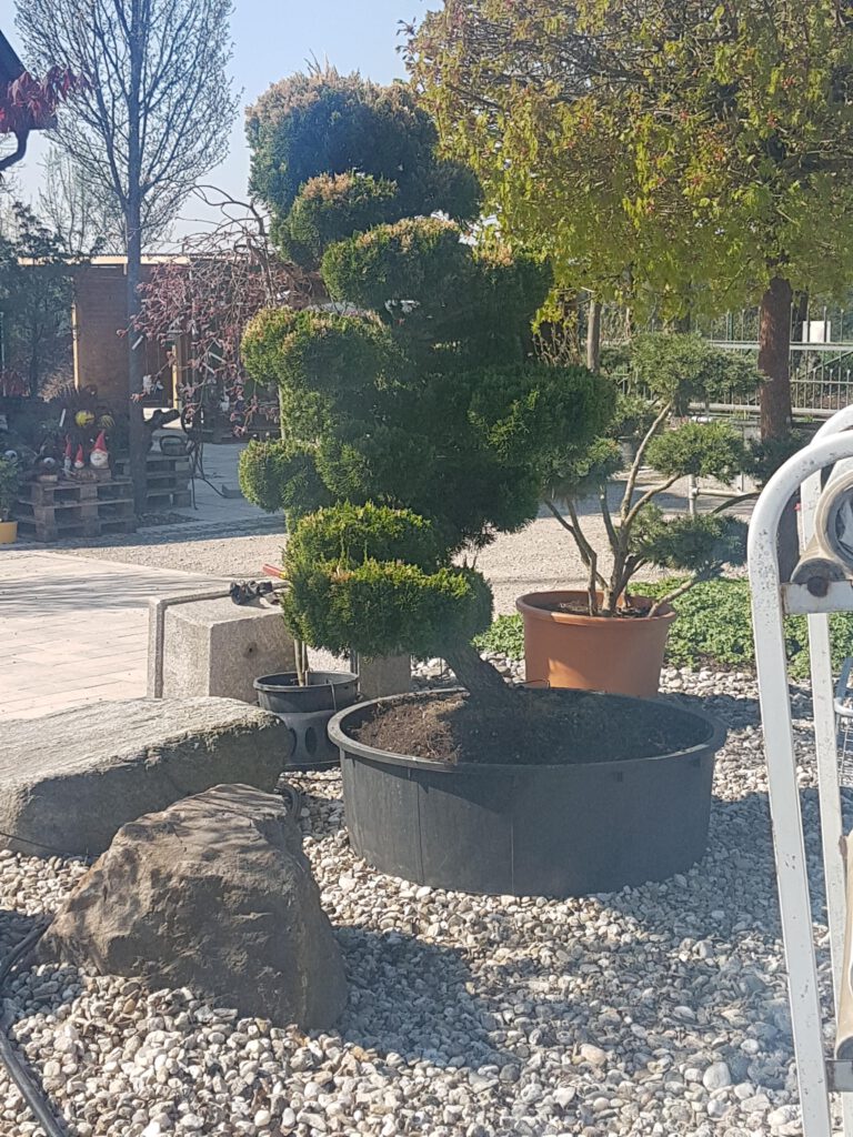 gartenbonsai-3
