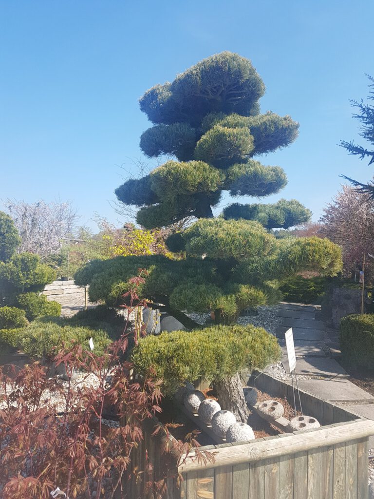 gartenbonsai-4