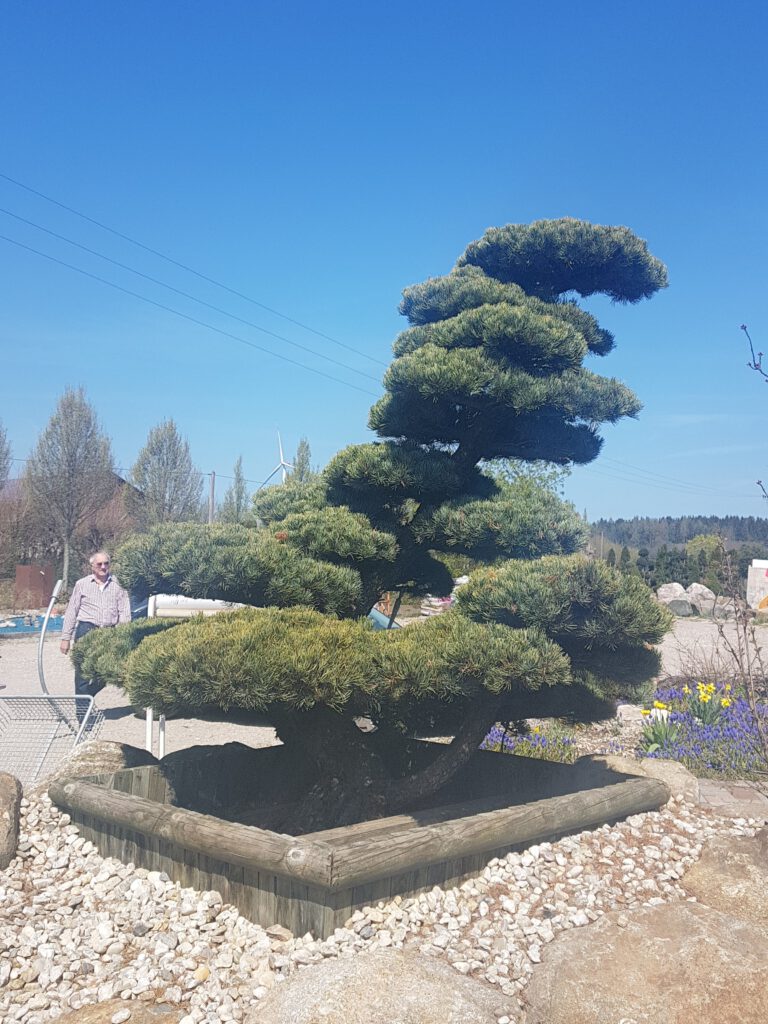 gartenbonsai-5